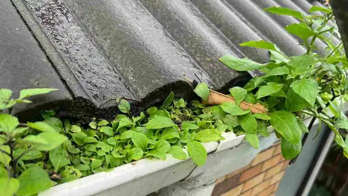 Gutter Maintenance Services in Auckland
