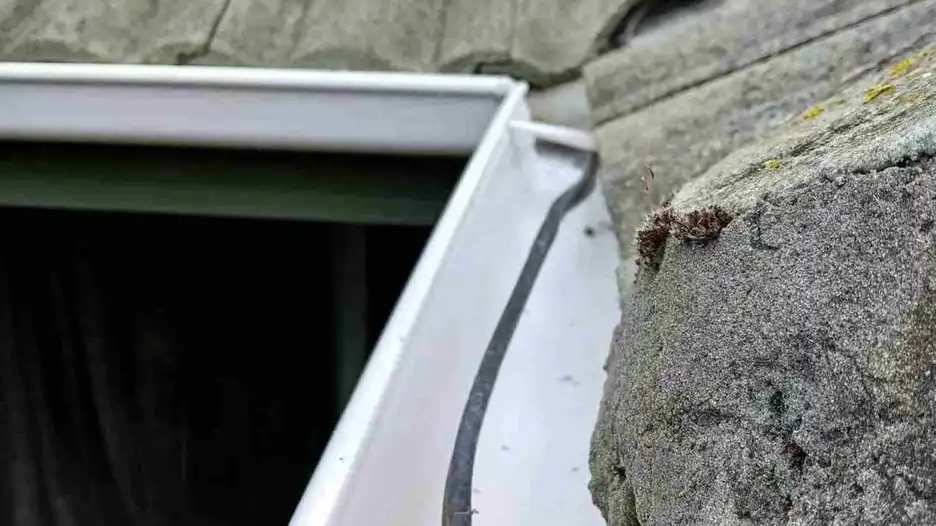 Gutter Installation and Maintenance in Auckland