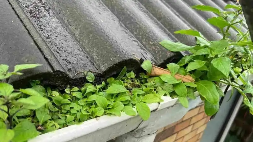 The Environmental Impact of Gutter Cleaning — My Homes Construct Ltd Auckland